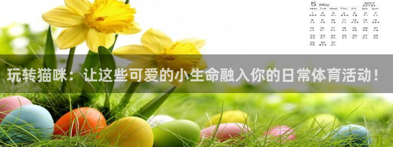 沐鸣kgame：玩转猫咪：让这些可爱的小生命融入你的日常体育活动！